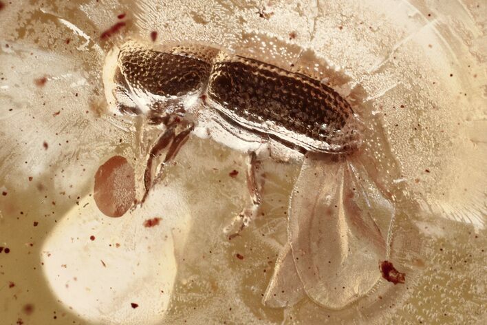 Detailed Fossil Bark Beetle (Scolytinae) in Baltic Amber #367414